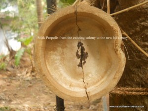 stick propolis on bee entry path