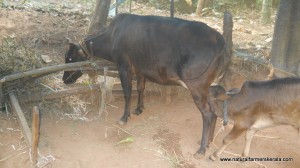 3 months old kasargod bull with visible hump