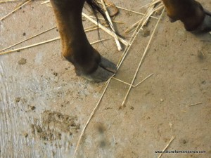 No visible gap between Rear Hooves of a Indian cattle
