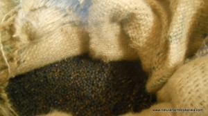 Black pepper sun dried and stored in gunny bag