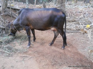 Indian Cow tail almost touching the ground