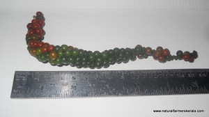 panniyur pepper spike