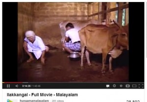 vechur cow with huge horn in Illakangal movie shot in 80's