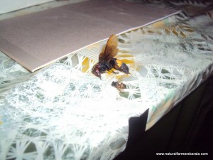 Asian Hornet - kadenel Asian Hornet and honey bee killed after hornet attack