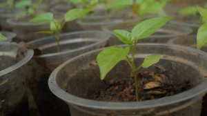 Birds eye chili in container ready to be transplanted Birds eye chili saplings in container