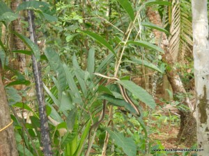 Bronzeback tree snake Mildly Venomous Bronzeback Tree Snake