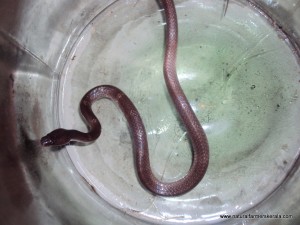 Common Wolf Snake Common Wolf Snake in Kerala