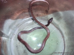 Common wolf Snake - telian Common wolf Snake also known as telian in Kerala
