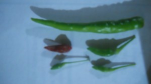 Different variety of Kanthari compared with average chili Different variety of Bird's eye chili compared with average chili