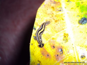 Hammerhead Worm - Chatuga Taleyan Poisonous Hammerhead Worm - Chatuga Taleyan of Kerala