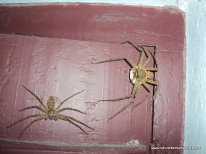 Huntsman Spider Male and Female Huntsman Spider with Egg Sack