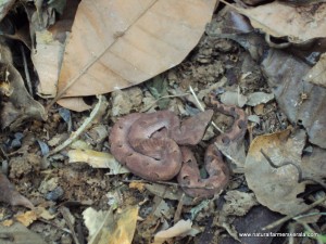 Hypnale hypnale - Churutta Hypnale hypnale is know as Churutta in Malayalam