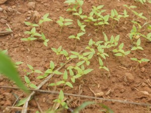 Kanthari Mulaku saplings Birds Eye chili sapling in seed bed