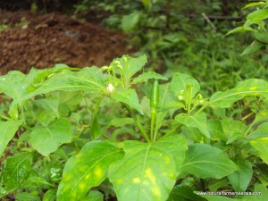 Kanthari chili grows in upward direction Kanthari chili grows upward facing sky