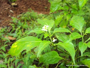 Kanthari flowers white flowers of Birds eye chili