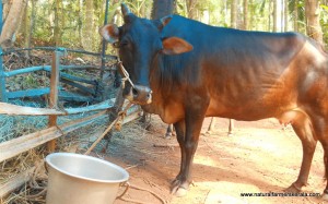 average udder Kasaragod Dwarf average size udder