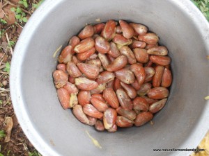 Jackfruit seeds ready to be cleaned for storage