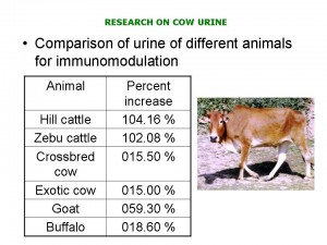 cow_urine