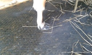 Dew claw become big as a result of stall feeding