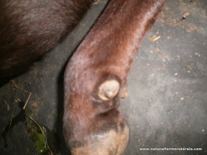 small dew claw on Indian cow