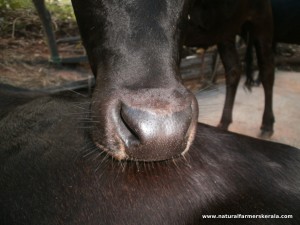 Moisture on the muzzle of a cow