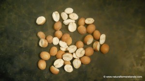 Dried queen sago seeds