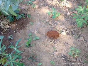Queen sago male cone in field to keep away pest