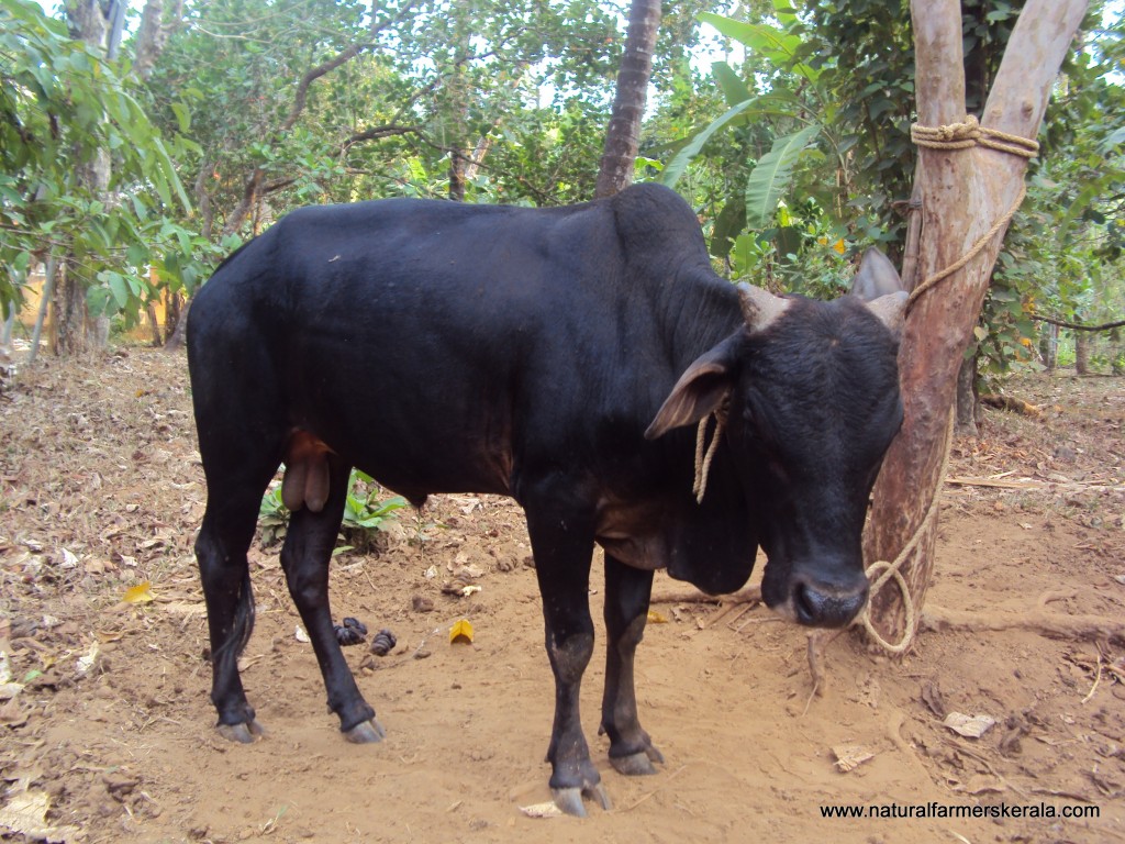 Matured kasargod dwarf bull with small horns. Single black uniform color