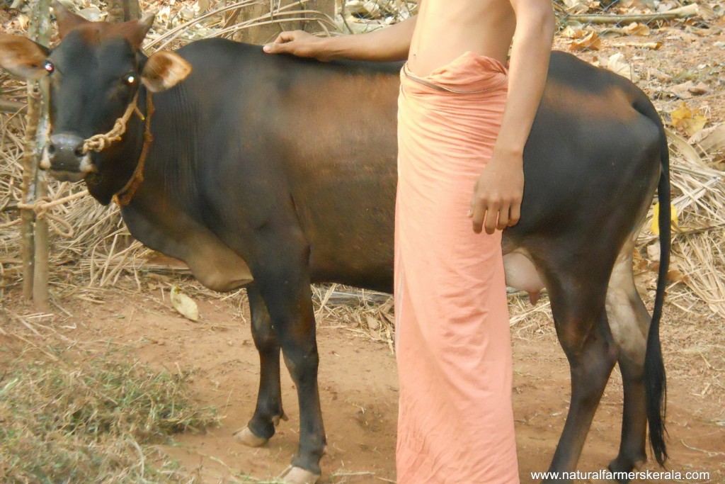 Kasargod kullan cow or also knows as dwarf cow