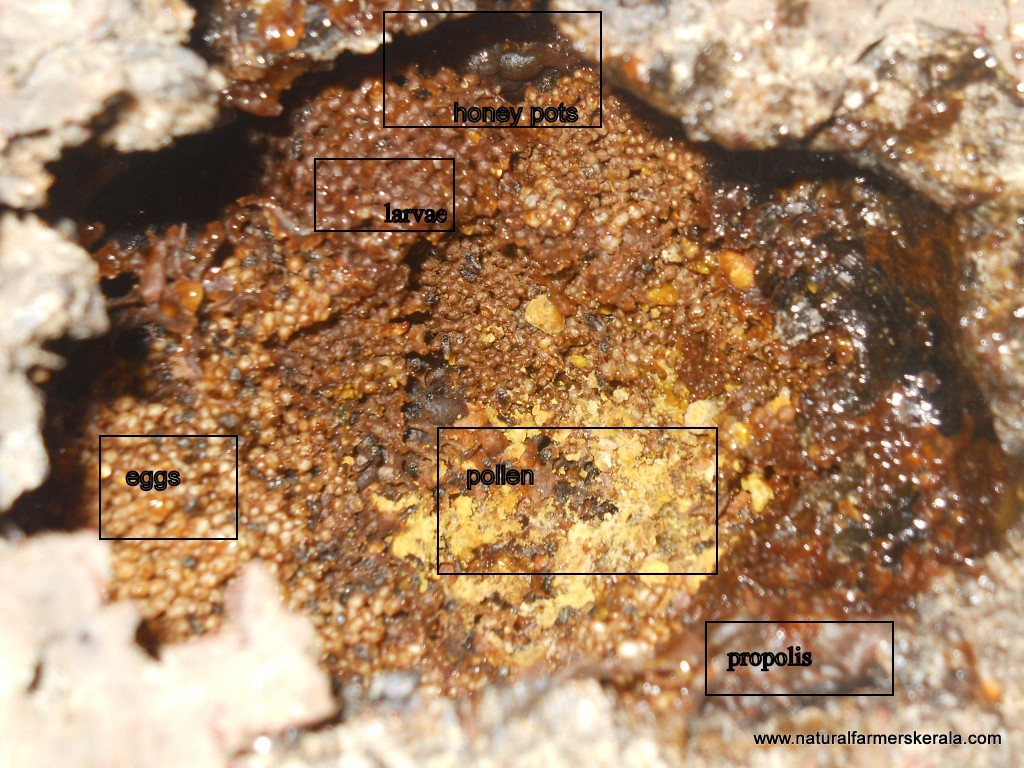 Inside view of Stingless Bee Hive