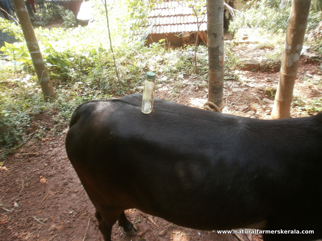 bottle can be balanced on the backbone of indian cows