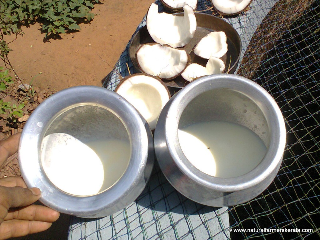 Indian cows and packet milk after boiling