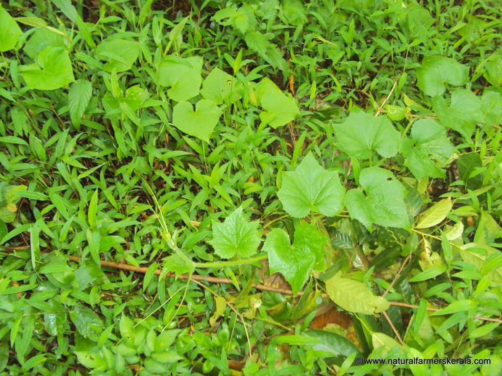Vigorously growing ash gourd vine along with cucumber