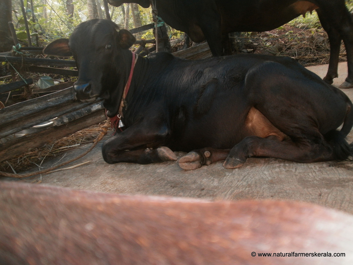 Kasaragod bull resting