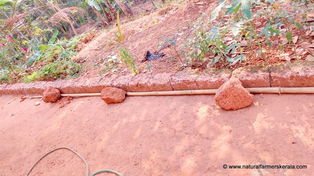 Straighten Bamboo poles with just few heavy stones