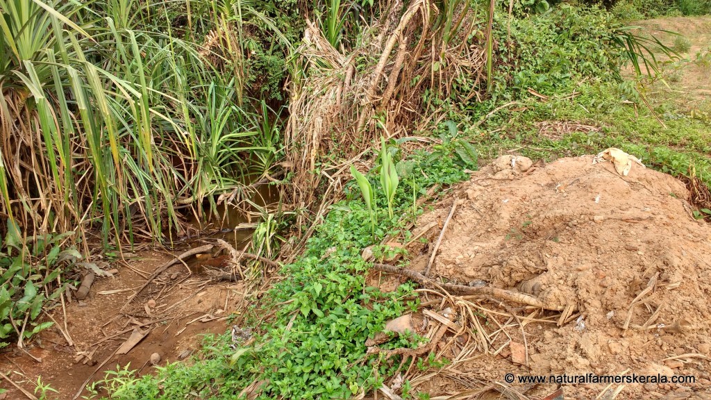 Water dried out because of tree clearance.