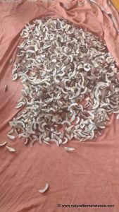 Coconut pieces cut for drying under sun