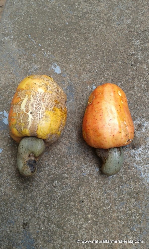 Cashew nut fruit