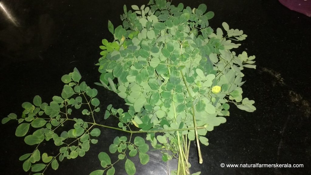Moringa or also know as drumstick leaves