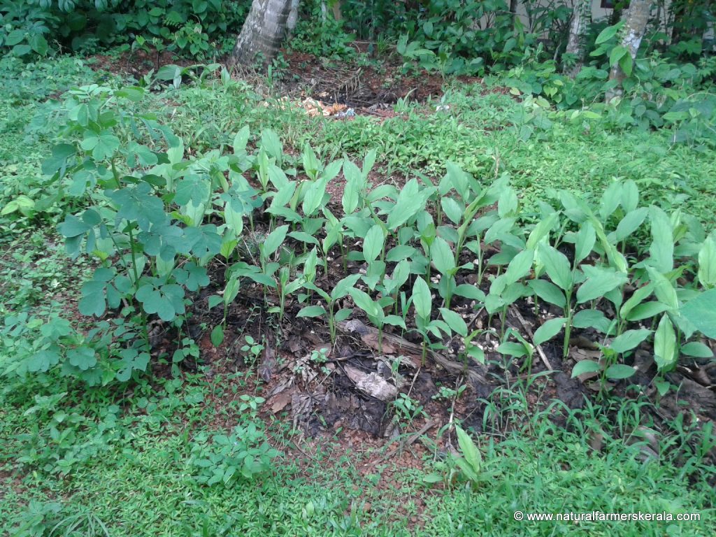 Mulching with natural materials stop weed growth