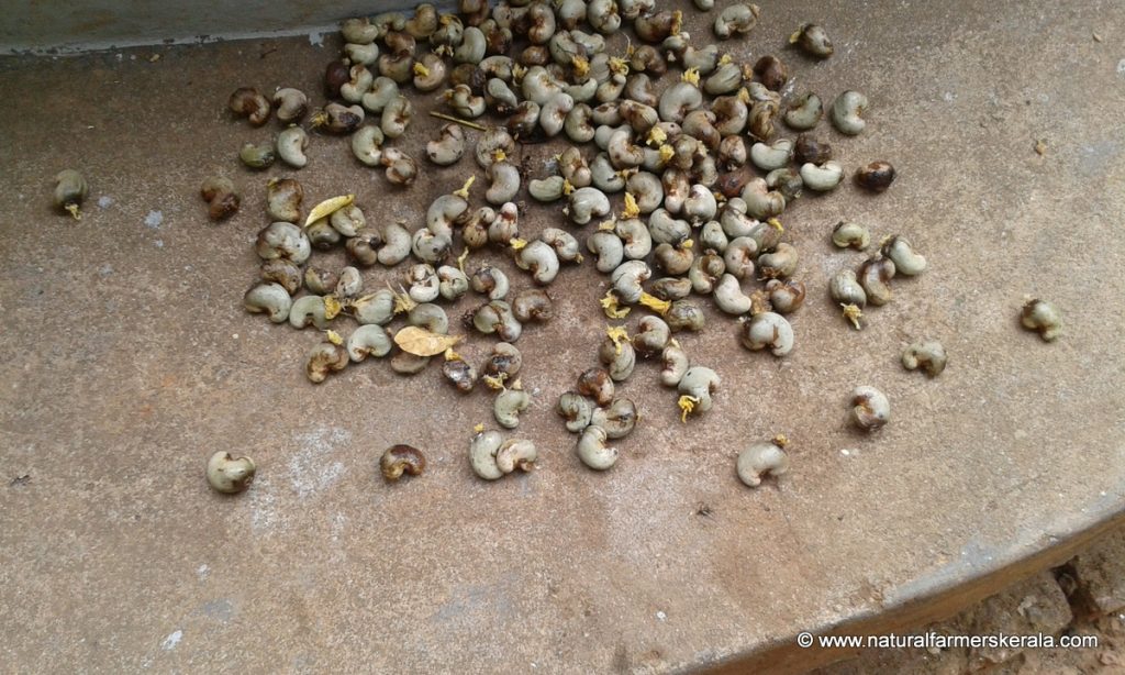 Sun drying Cashew Nut Seeds