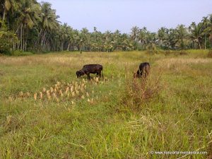 Different varieties of grass with paddy (Paddy needs to be planted in line)
