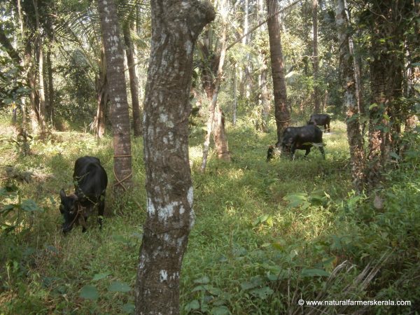 Cows enjoying weeds after heavy rains