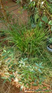 Ramacham grass cut from base