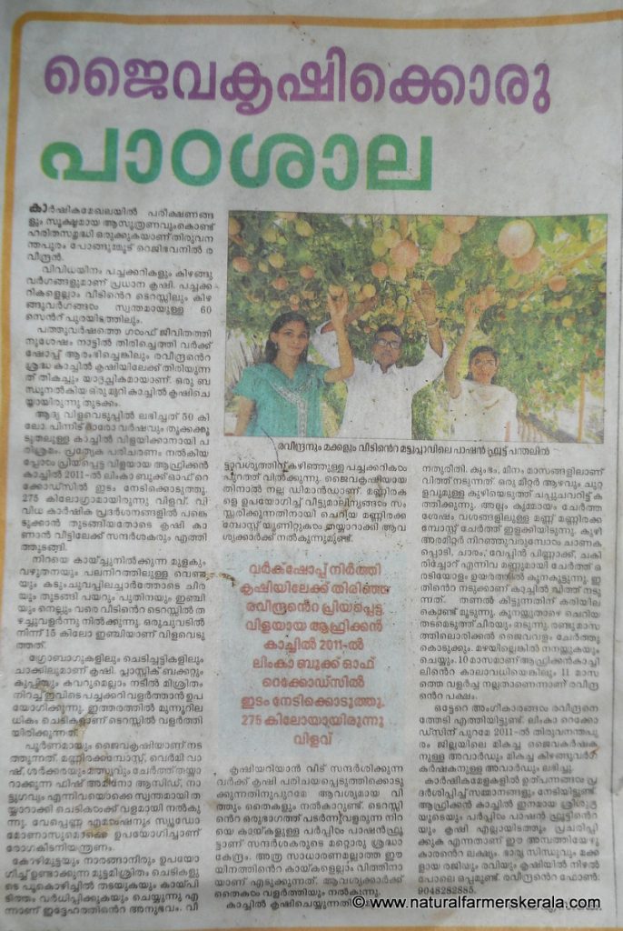 Biggest greater yam in Kerala