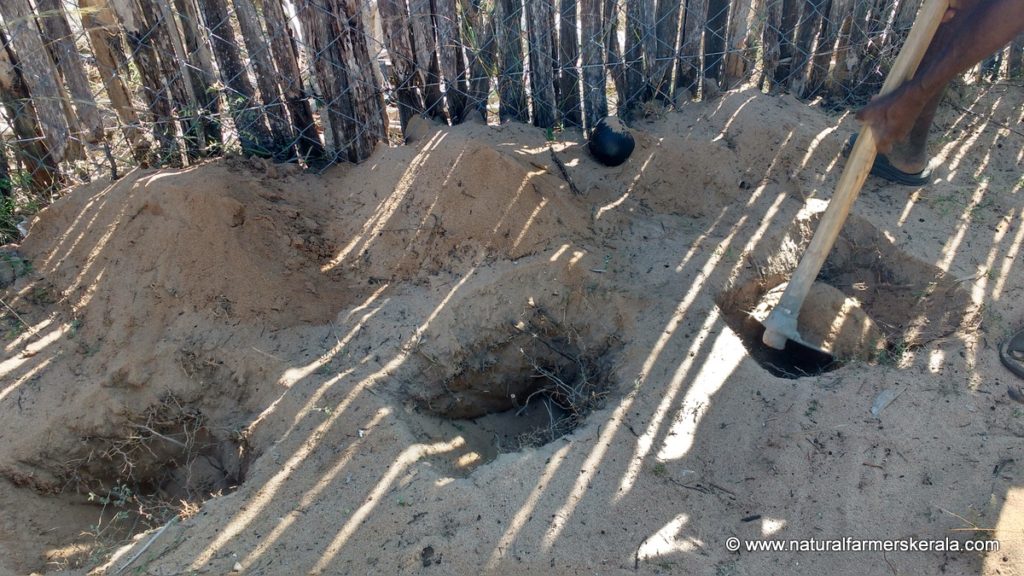roots growing in sand